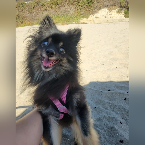 I LOVE OFFERS..and DOGS!!💜 - Picture 7 of 10